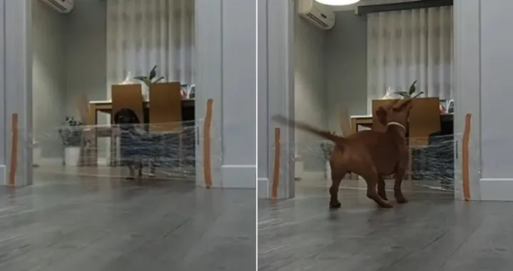 Pas uči drugog psića kako da prevaziđe prepreku/Youtube/@viralhog