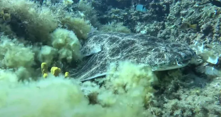 anđeoski morski pas[Foto: Screenshot/YouTube]/