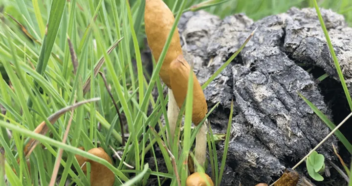 gljiva Psilocybe maluti [Foto: Cullen Clark]/
