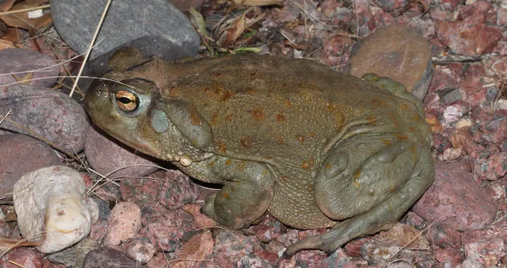 Sonorska žaba je vrlo zastupljena preko okeana//