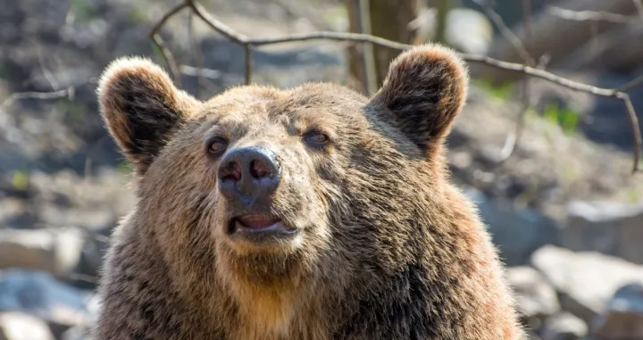 Aktivisti su na nogama zbog odluke/ Ilustracija/