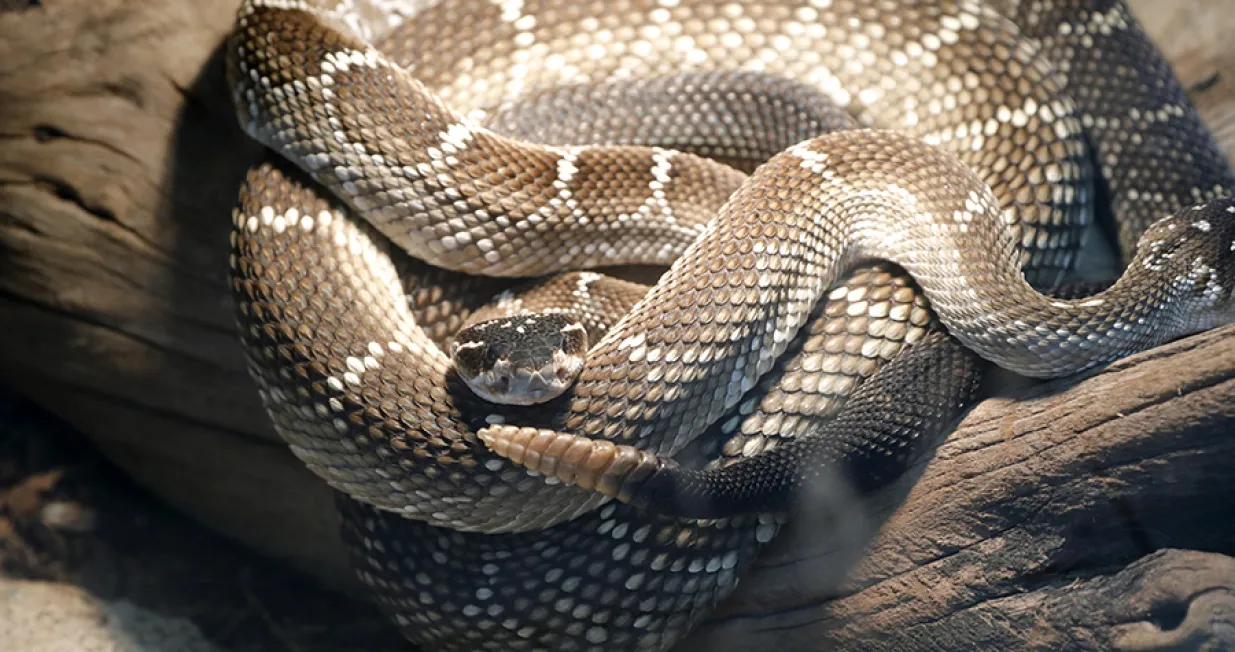 zmija zvečarka/epa/