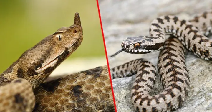 zmije otrovnice/Ilustracija/