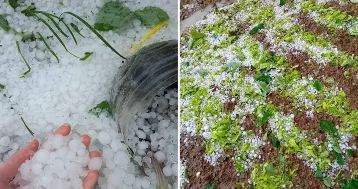 Nevrijeme u Bugojnu, led, uništeni usjevi/Bugojno Danas/Namik Šahinpašić