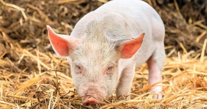 Novi napad svinje na čovjeka/ Ilustracija/