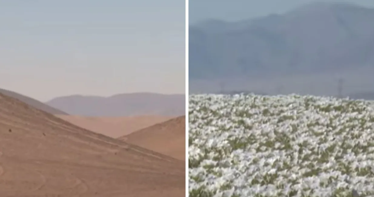 Atacama pustinja/ Screenshot/ Youtube/