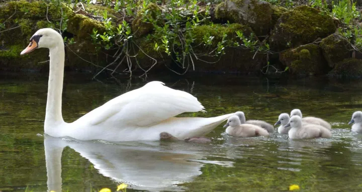 Labuđa porodica zaplivala Vrelom Bosne/Facebook/Birds Of Sarajevo