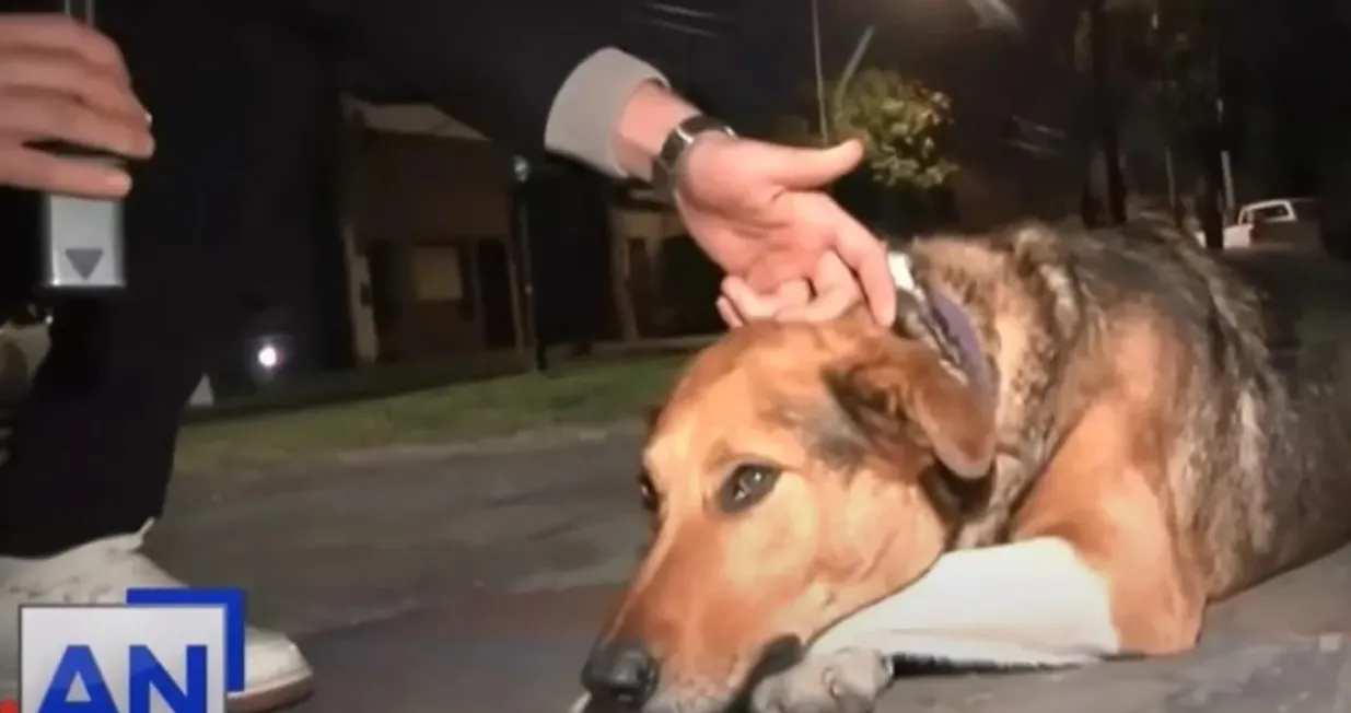 Pas je očigledno i dalje bio upla&scaron;en/ Screenshot/