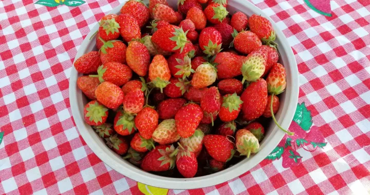 Stigle su prve jagode iz vrta/