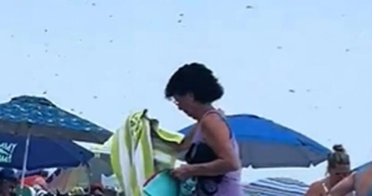 haos na plaži vilini konjici/