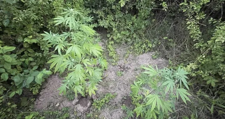 Oduzete stabljike/PU Doboj/