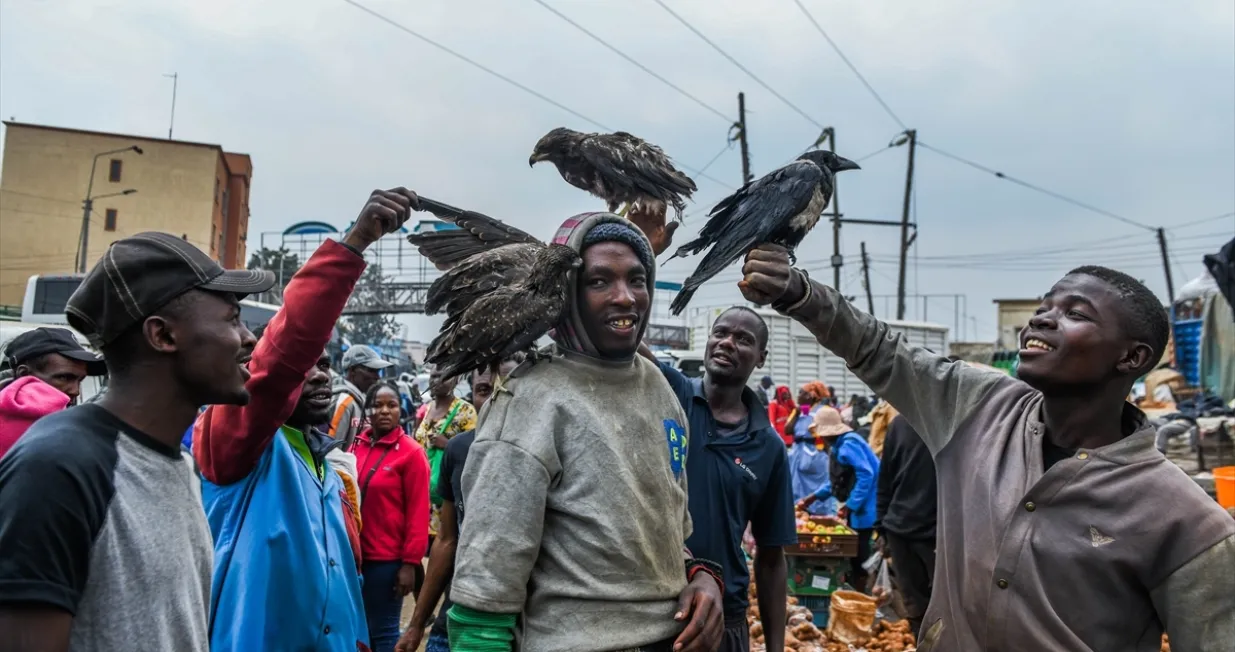 Uzgaja ptice grabljivice/Anadolija/