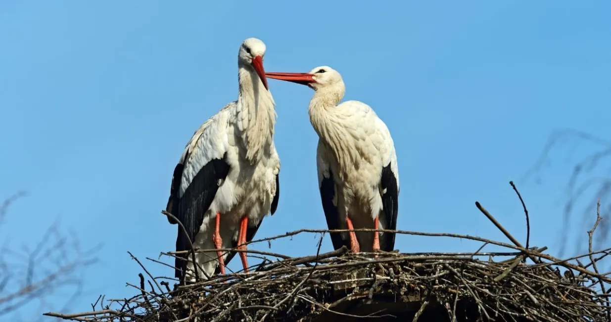 Gnijezde se i slijeću na stubove/ Ilustracija/