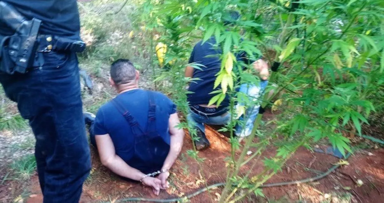 Granična policija kod Čapljine uhapsila dvojicu zbog uzgoja marihuane Marihuana, plantaža hapšenje/