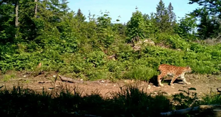 Ris, Kraljica mačaka na Balkanu/