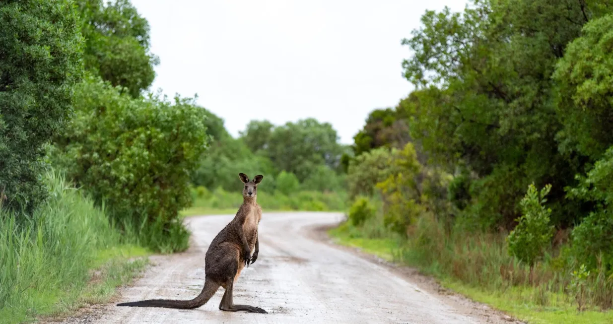 Rijetki su napadi kengura na ljude/ Unsplash/