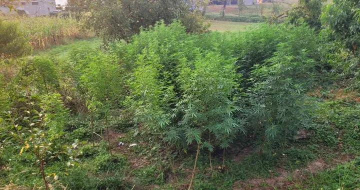 GPBiH zaplijenila stabljike indijske konoplje na području Cazina/Gpbih