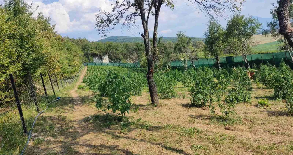 Plantaža marihuane/MUP USK/