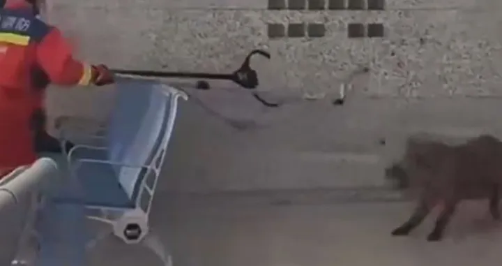 Vepar upao u željezničku stanicu/Youtube/@meilikejia