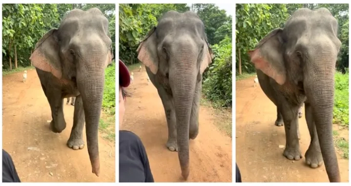 slonica lanci tajland zatočeništvo/