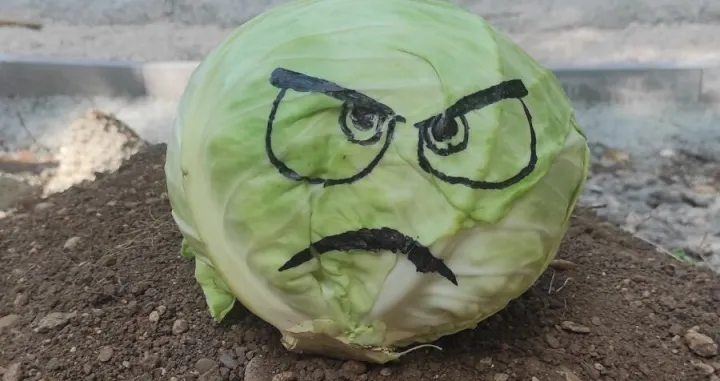 Kupusi&scaron;te, park Banjaluka/