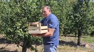 Milorad Dodik bere šljive/PrtSc/