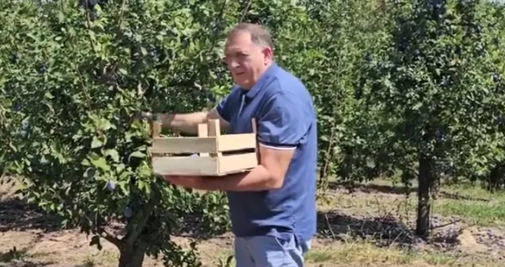 Milorad Dodik bere šljive/PrtSc/