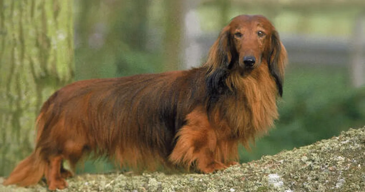 dugodlaki jazavčar/