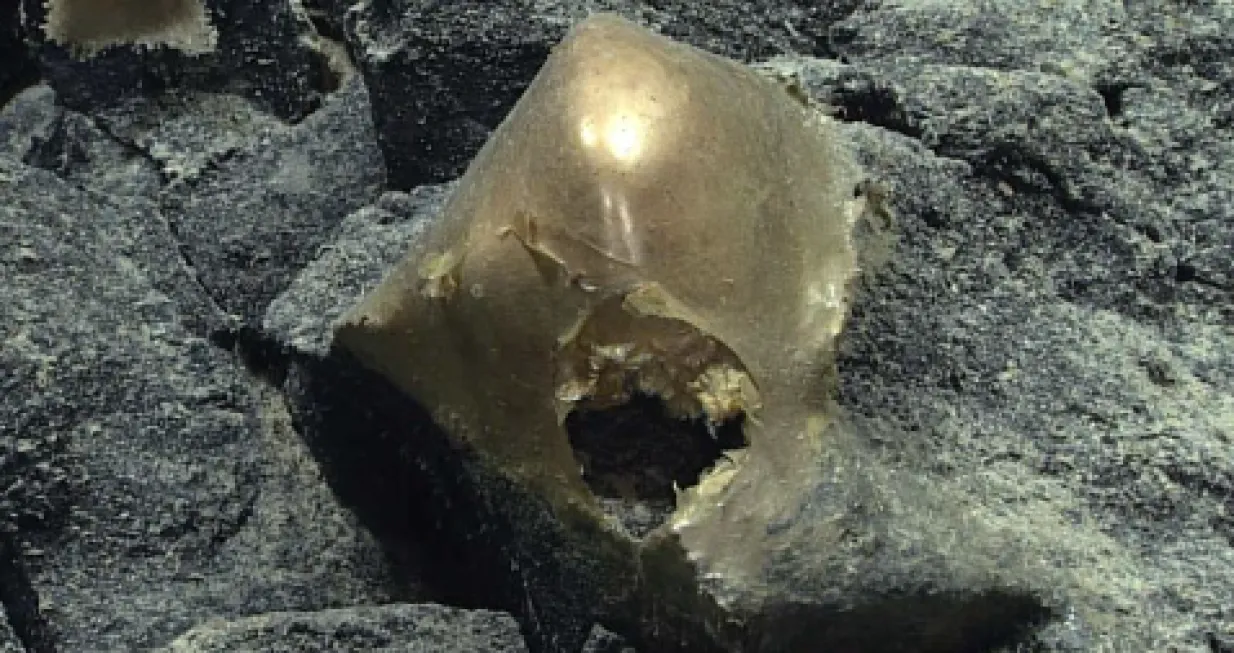 Foto:. (NOAA Ocean Exploration, Seascape Alaska)/