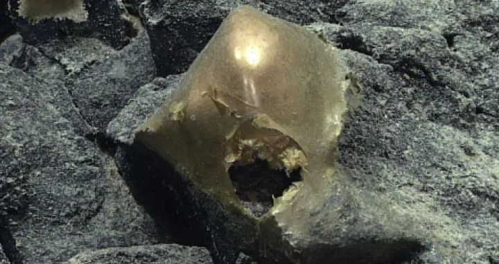 Foto:. (NOAA Ocean Exploration, Seascape Alaska)/