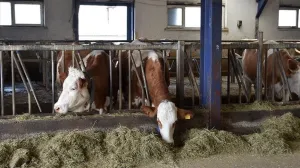 Požar na farmi /Anadolija/