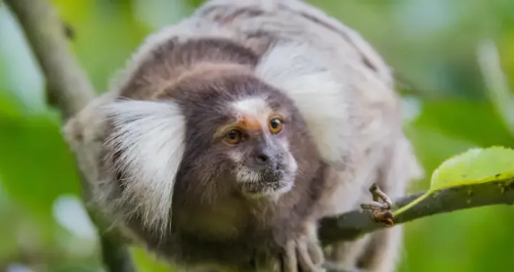 Marmozeti su mala ali inteligentna bića/