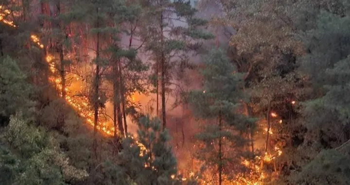 gori borova šuma maglaj/