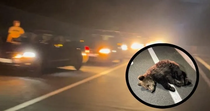 Medvjed je povrijeđen/ Crna Hronika/