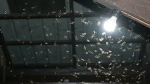 moljci insekti svjetloThe Conversation/