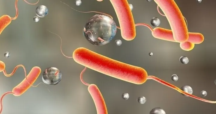 Koleru uzrokuje bakterija/Ilustracija/