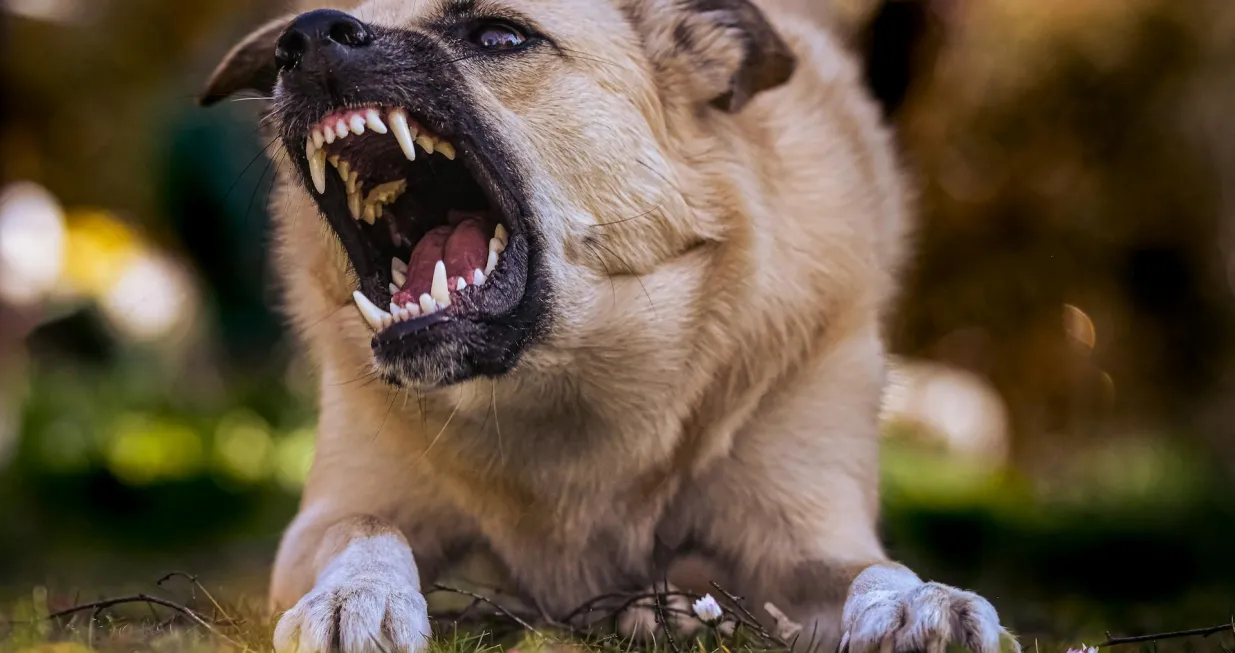 Ovih 10 pasmina prednjači po broju napadnutih ljudi/ Pexels/