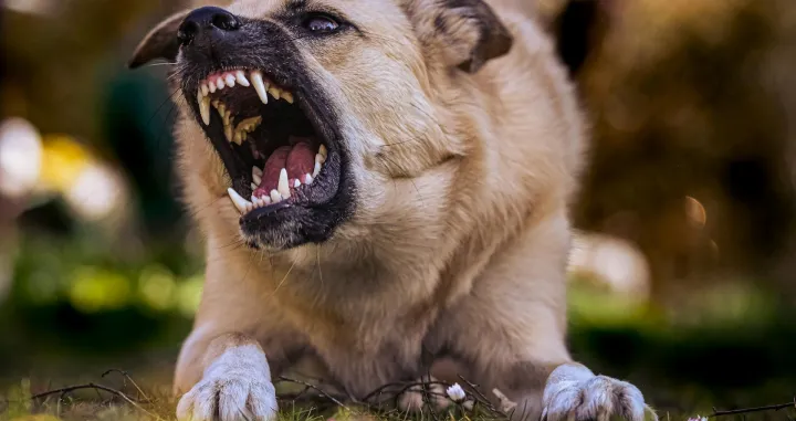 Ovih 10 pasmina prednjači po broju napadnutih ljudi/ Pexels/