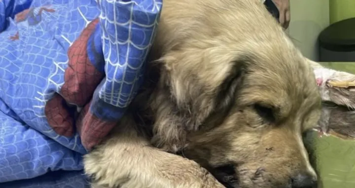 Medo je zauvijek sklopio okice.../