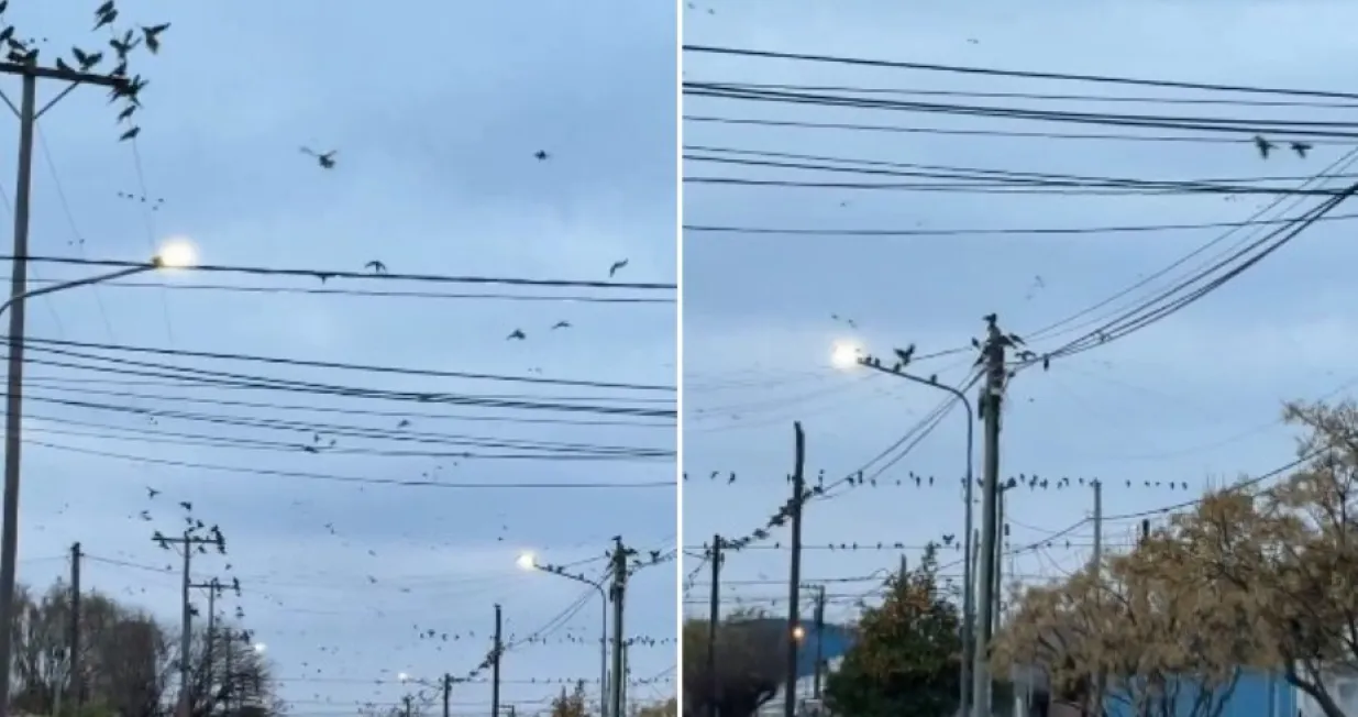 Ptice okupirale gradić/Printscreen/X.com/