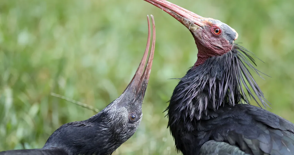 epaselect epa08515875 Two hermit ibis (Geronticus eremita) react at the wildlife park in Bad Mergentheim, 29 June 2020. The privately operated wildlife park in Bad Mergentheim is one of the most diverse animal parks in Europe and is known for its naturalness and animal welfare. EPA/RONALD WITTEK/Ronald Wittek