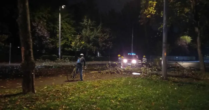 Za dlaku izbjegnuta tragedija u Sarajevu: Stablo palo na saobraćajnicu, na terenu policija i vatrogasci/