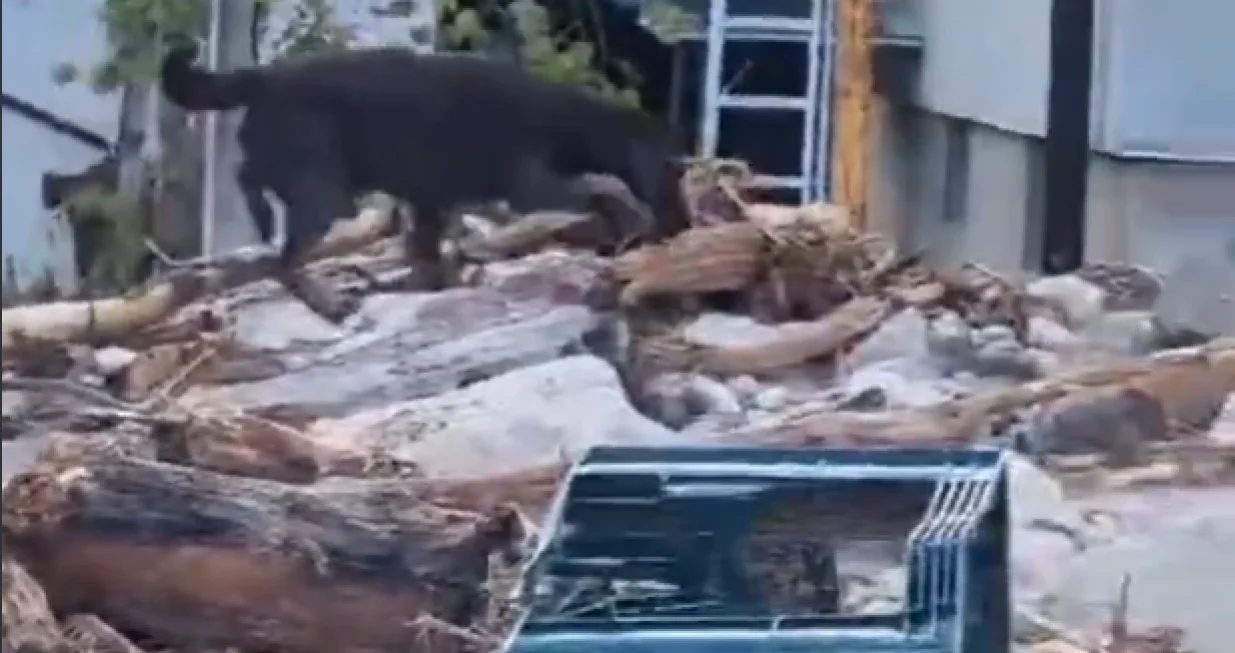 Pripadnici hrvatskih službi su na terenu u BiH/