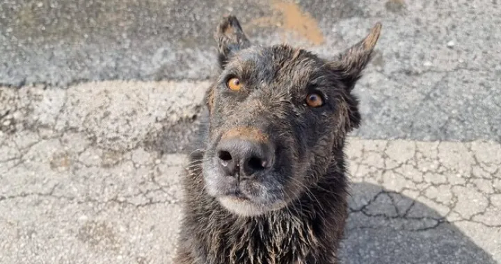 Zara nakon cjelodnevne potrage/HGSS/