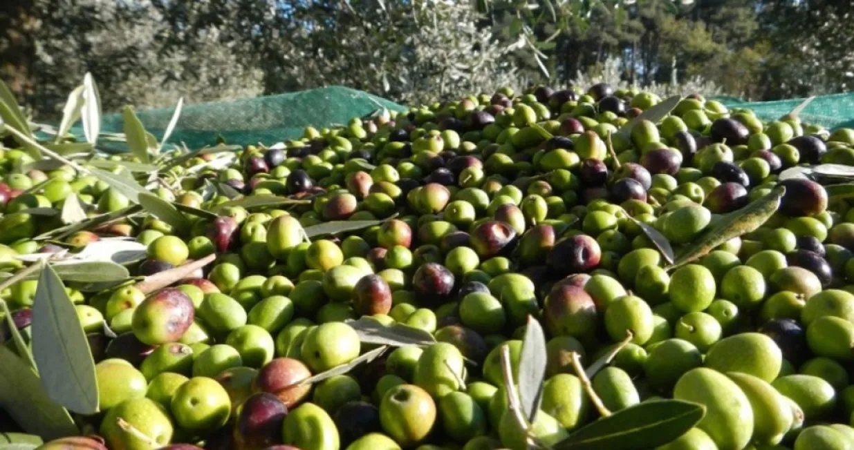 masline ulje maslinovo ulje/