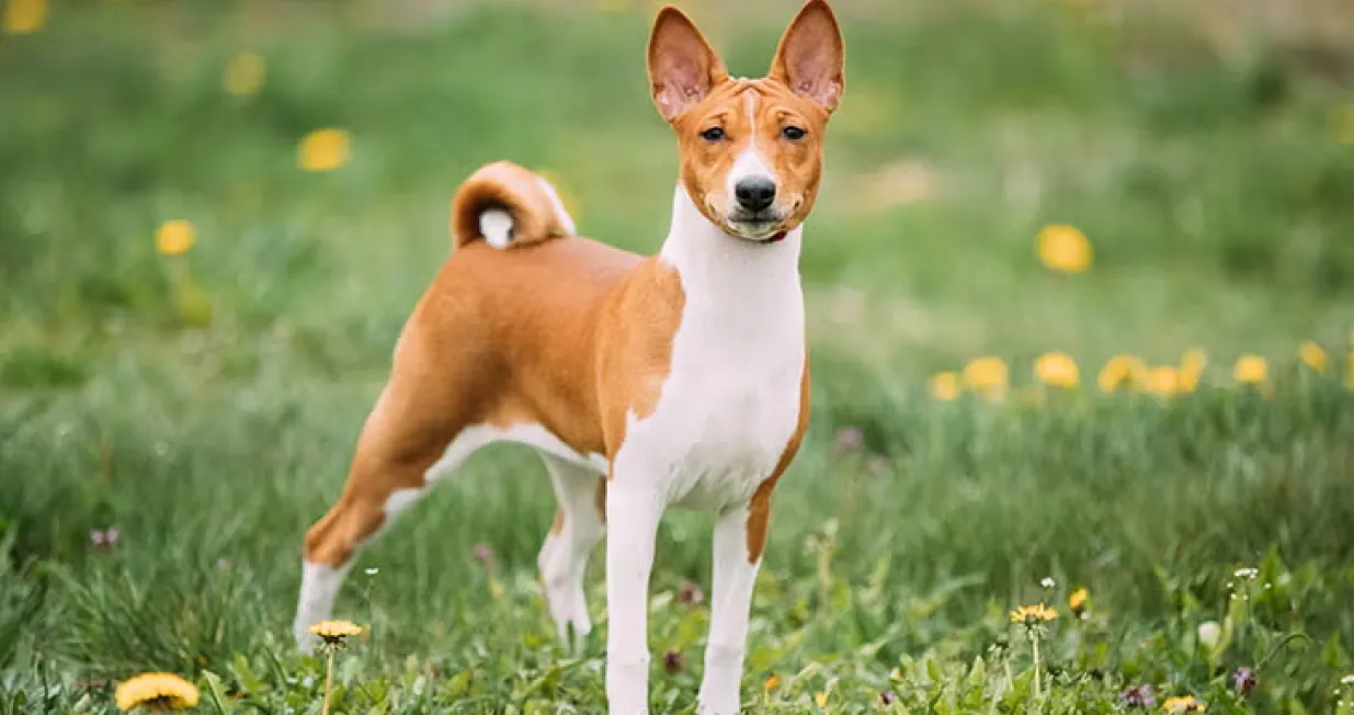 basenji pas pasminaAmerican Kennel Club/