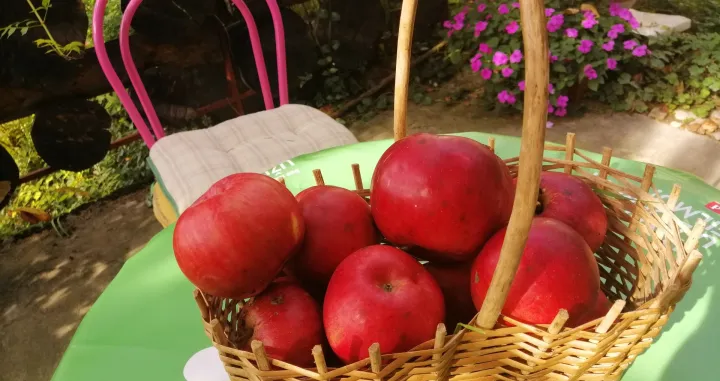 Ovako lijepe jabuke berem vec 40 godina u mome vrtu/