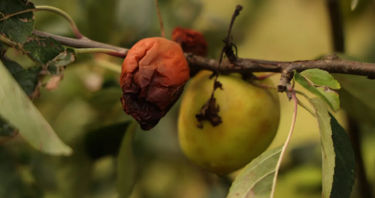 manchineel biljka/