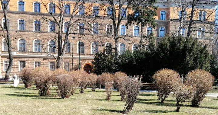 Uniformisano orezano grmlje u centru Sarajeva/