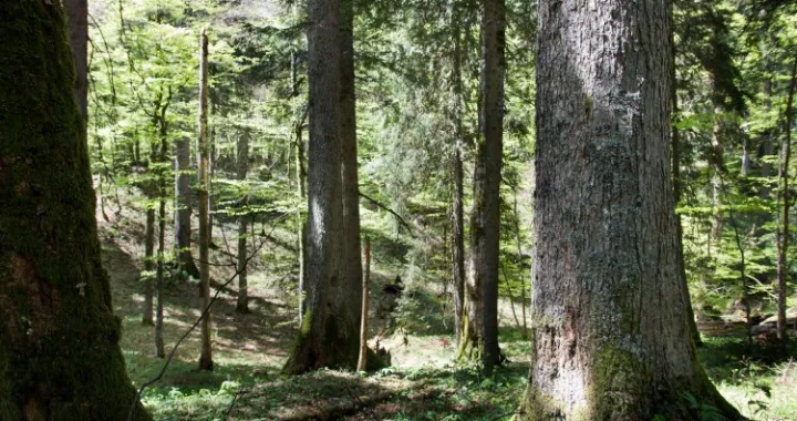 Šuma, Bjelašnica, ilustracija/